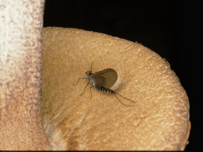 Specie interessanti dalla Lapponia